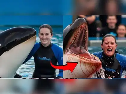 the-viral-jessica-radcliffe-orca-attack-video-has-been-debunked-as-ai-generated-and-may-have-been-inspired-by-the-real-life-death-of-seaworld-trainer-dawn-brancheau